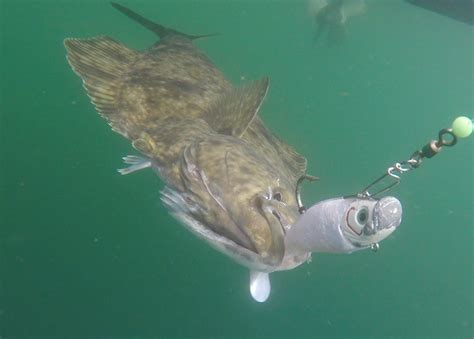 Halibut Fishing - Wild Coast Wilderness Resort