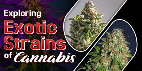 Exploring Exotic Strains Of Cannabis Crop King Seeds