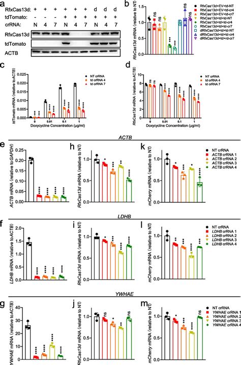 The collateral activity of RfxCas13d was positively correlated with the ... 