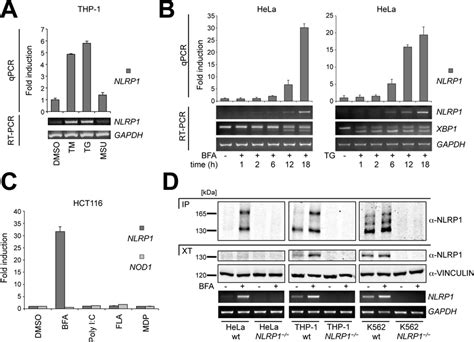 Nlrp Mrna And Protein Are Up Regulated Upon Er Stress A