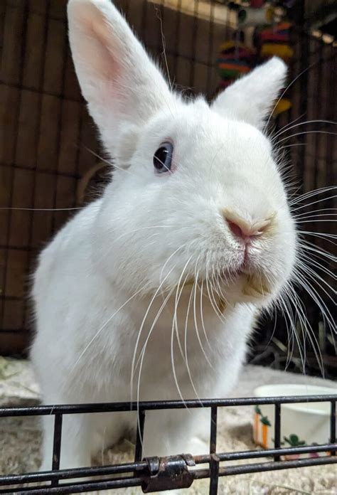 Gainesville Rabbit Rescue