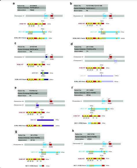 Schematic Representation Of Fgfr Fusion Proteins Fusion Proteins Were