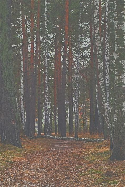 Pin by Юлия on эстетика лес природа спокойствие in 2022 | Natural ...