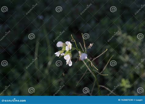 White Flowers Of White Radish Diplotaxis Erucoides Stock Photo Image