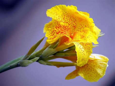 Guide Complet Sur Le Canna Et Ses Belles Fleurs