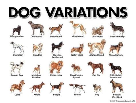 Variation In Dogs