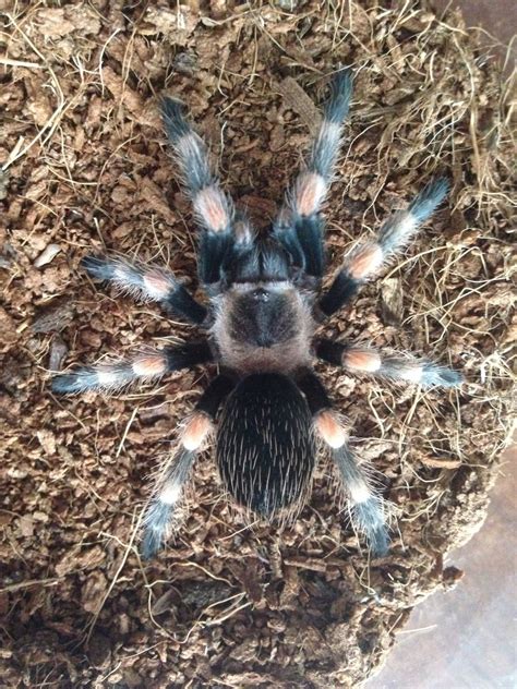 Species Brachypelma Hamorii Ex Brachypelma Smithi Page 4