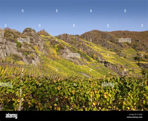 In the vineyards of the romantic village Mayschoß Ahr valley Eifel