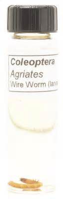 How to Get Rid of Wireworms in a Garden | Home Guides | SF Gate