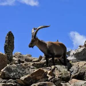 Spanish Ibex - Facts, Diet, Habitat & Pictures on Animalia.bio