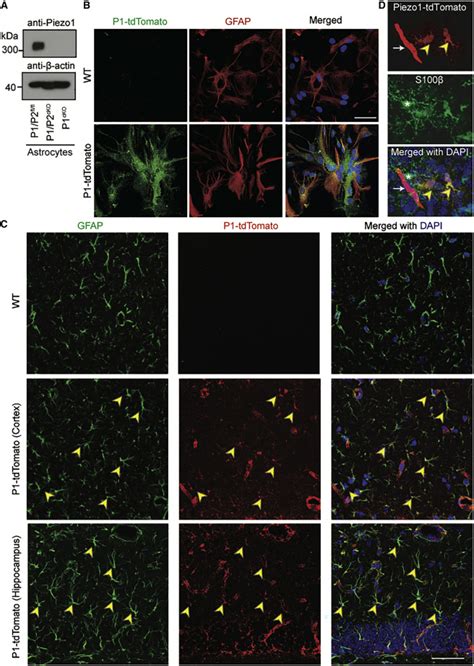 Astrocytic Piezo1 Mediated Mechanotransduction Determines Adult