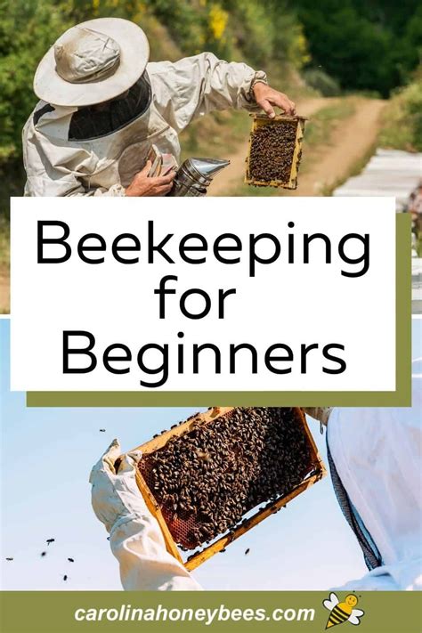 Beekeeping For Beginners Step By Step Guide Artofit