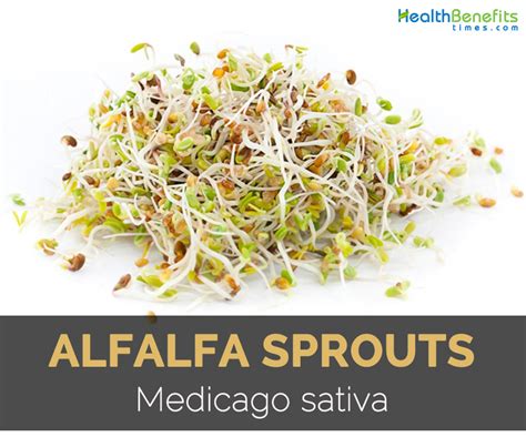 Alfalfa Sprouts Fact Health Benefits And Nutritional Value