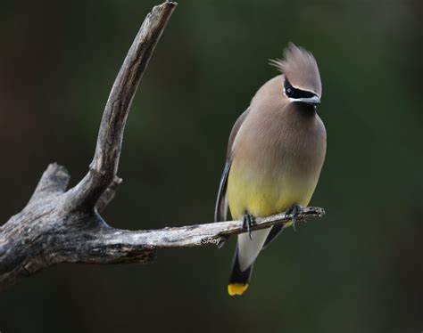 Waxwings flock - FeederWatch