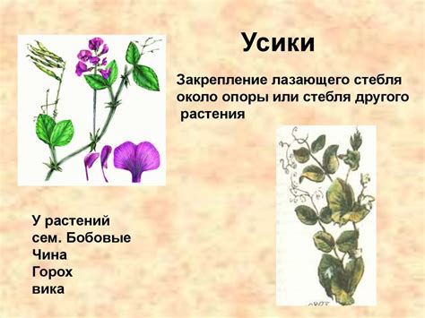 Видоизменения листьев - презентация онлайн