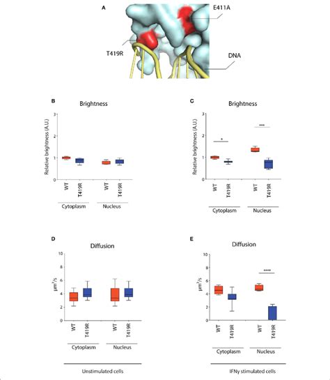 Rics Analysis Of Stat Gfp Wt And T R Gof Mutant In U A Cells A