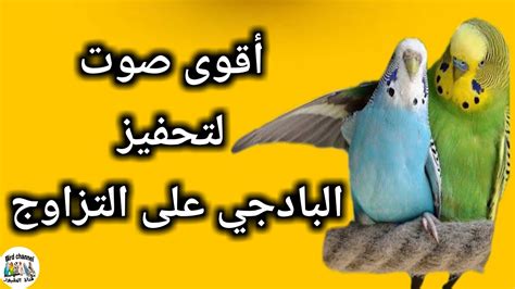 بهذا الصوت ستتزاوج طيور البادجي بسرعة تحفيز البادجي على التزاوج Youtube