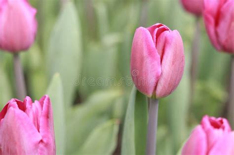 Pink Tulip Close Up On A Blurred Background Stock Photo Image Of