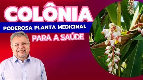 COLÔNIA PODEROSA PLANTA MEDICINAL PARA A SAÚDE YouTube