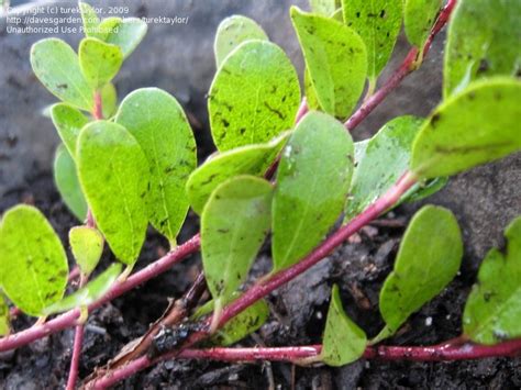 Plantfiles Pictures Arctostaphylos Species Bearberry Kinnikinnick