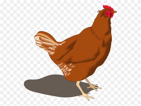 Это Курица Картинки - Птица Клипарт - FlyClipart