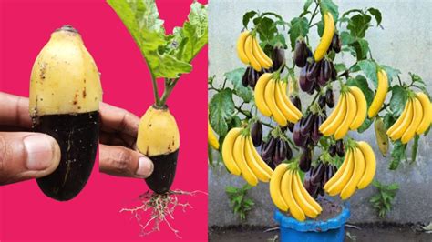 Grafting Banana With Eggplant Get Amazing Fruit How To Grafting