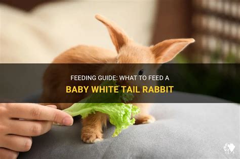 Feeding Guide What To Feed A Baby White Tail Rabbit PetShun