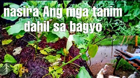 Bagyong Paeng Ramdam Na Dito Sa Tarlac Signal Sobrang Lakas Ng Hangin