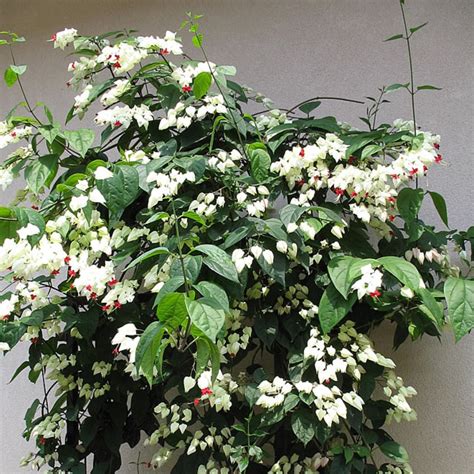 Clerodendrum Thomsoniae