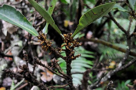 Palaquium Montanum Sapotaceae