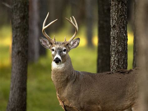 Dnr Mitchell State Park Hunting Whitetails Naturally