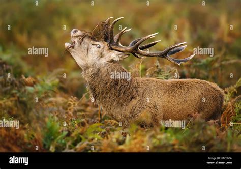 Red Deer Stag Bellowing During The Rut In Autumn Uk Stock Photo Alamy