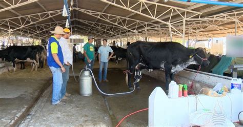 G1 Em Rondônia arroba de vaca gorda custa em média R 118 97