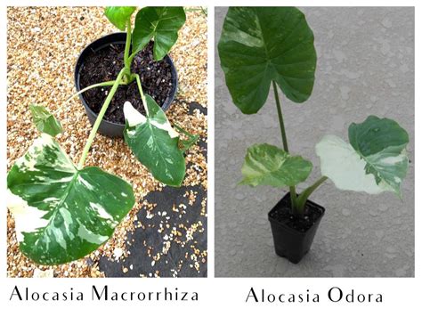 convincing  alocasia   macrorrhiza  odora