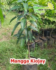 Bibit Mangga Kiojay Mangga Jumbo Dengan Rasa Manis Legit Dan