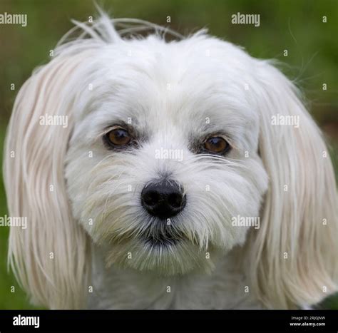 Terrier Maltese Mix Hi Res Stock Photography And Images Alamy