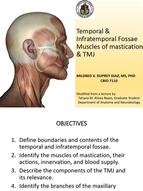 Temporal & Infratemporal Fossae Muscles of Mastication & TMJ MVD(1 ...