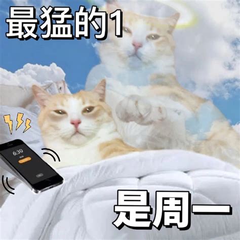 猫咪版周一痛苦发疯表情包图片大全周一周一精神宕机配图网