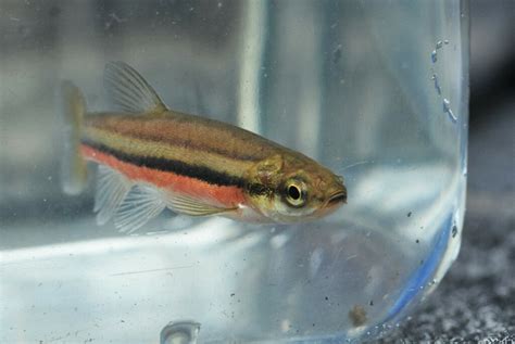 Méné ventre rouge Poissons d eau douce du Québec iNaturalist