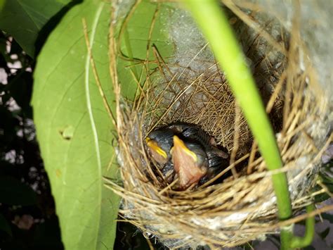 Free Images : little bird, egg, nature, green leaf, fauna, beak, bird ...