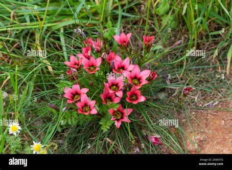 Some Fowers Of Romulea Sp Seen In The Town Of Darling In The Western
