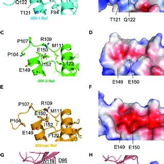 Crystal Structures Of Hiv Hiv And Sivmac Nef Proteins A