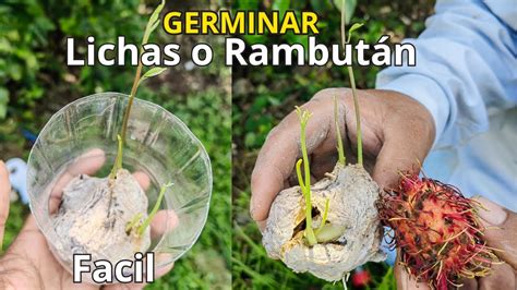 Como Germinar Y Sembrar Rambutan Achotillo Mamon Chino Lichas Youtube