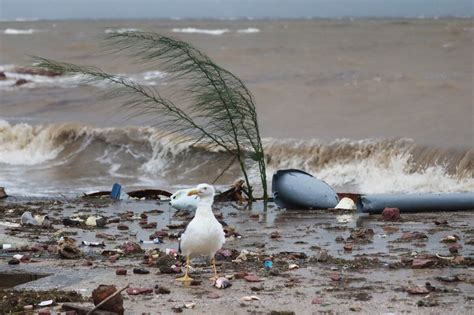 En Bcs Alertan Por Contaminaci N En Playas De La Paz Y Los Cabos