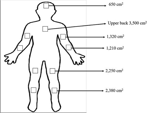 Standard Adult Body Surface Areas At Forehead Upper Backs Right And