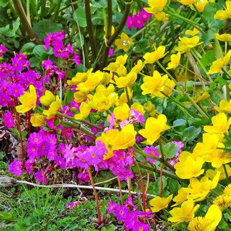 Bunter Frühling 50 Schwimmteichbepflanzung Biologischen Vielfalt