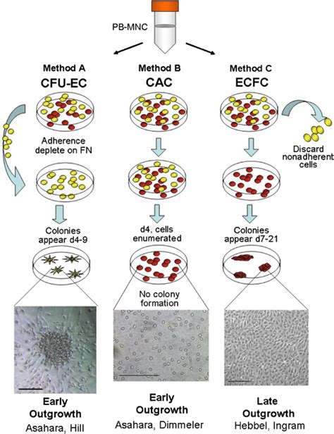 Common Methods Of Epc Culture Culture Of Colony Forming Unit Download Scientific Diagram