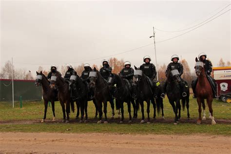 Certyfikacja Koni Przeznaczonych Do S U By W Policji Policja Konna