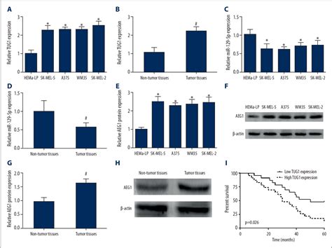 Figure 1 From Long Noncoding RNA Taurine Upregulated Gene1 TUG1