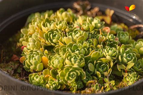 Купить Камнеломка метельчатая Saxifraga paniculata - в питомнике Флорини